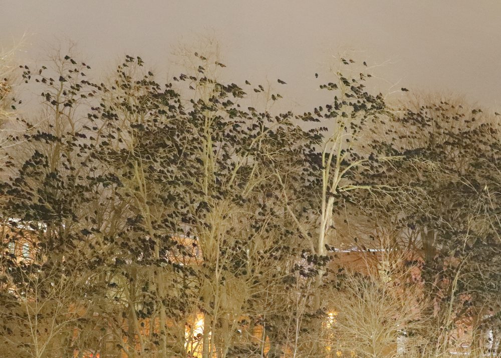 Crow Roost road trip Cornell U., Auburn, NY, Hamilton College