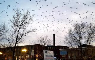 Why Crows Congregate in Winter