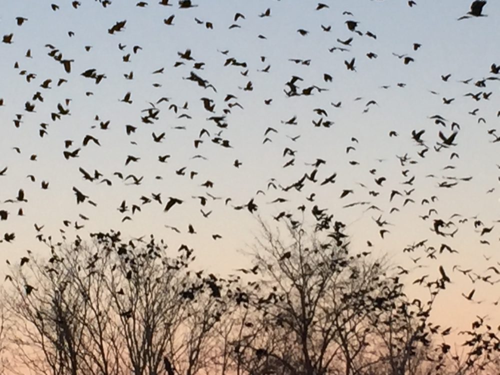 Gleanings: Who Knows Where the Crows Go? - Winter Crow Roost