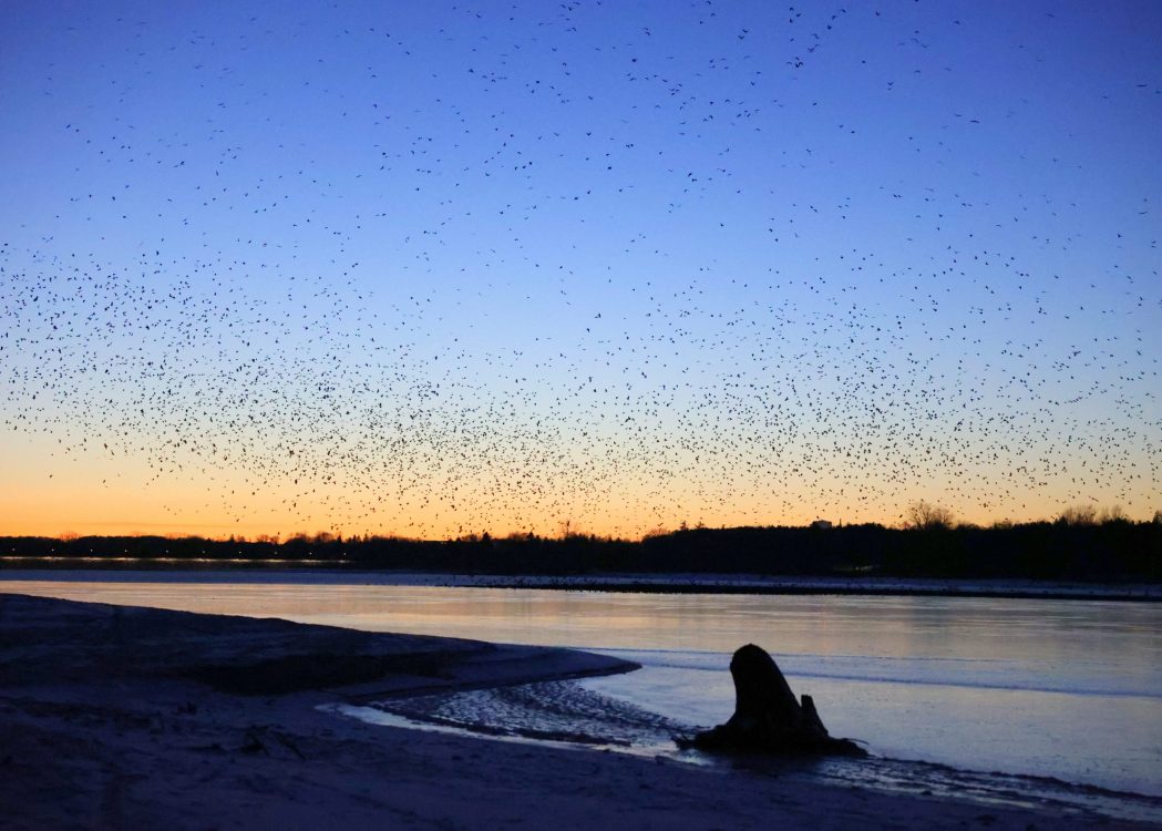 Winter Crow Roost Woodstock, Ontario Winter Crow Roost