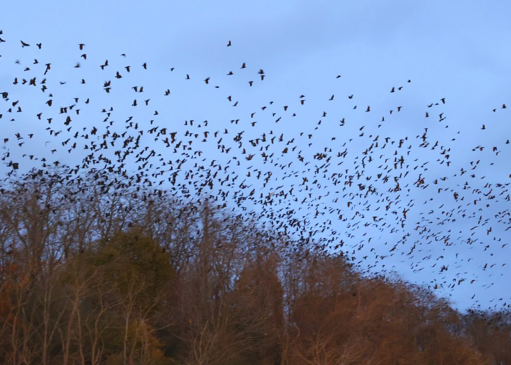 Winter Crow Roost Aerial views! Winter Crow Roost