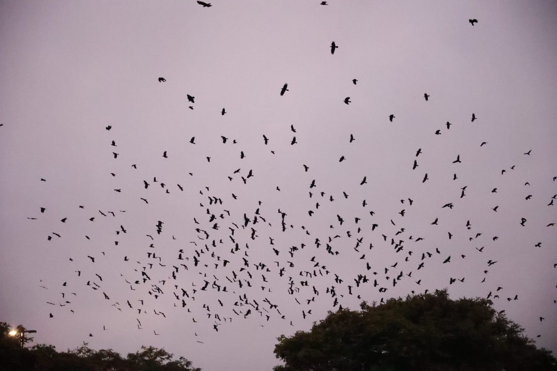 Winter Crow Roost: San Diego! - Winter Crow Roost, image size:1125x750