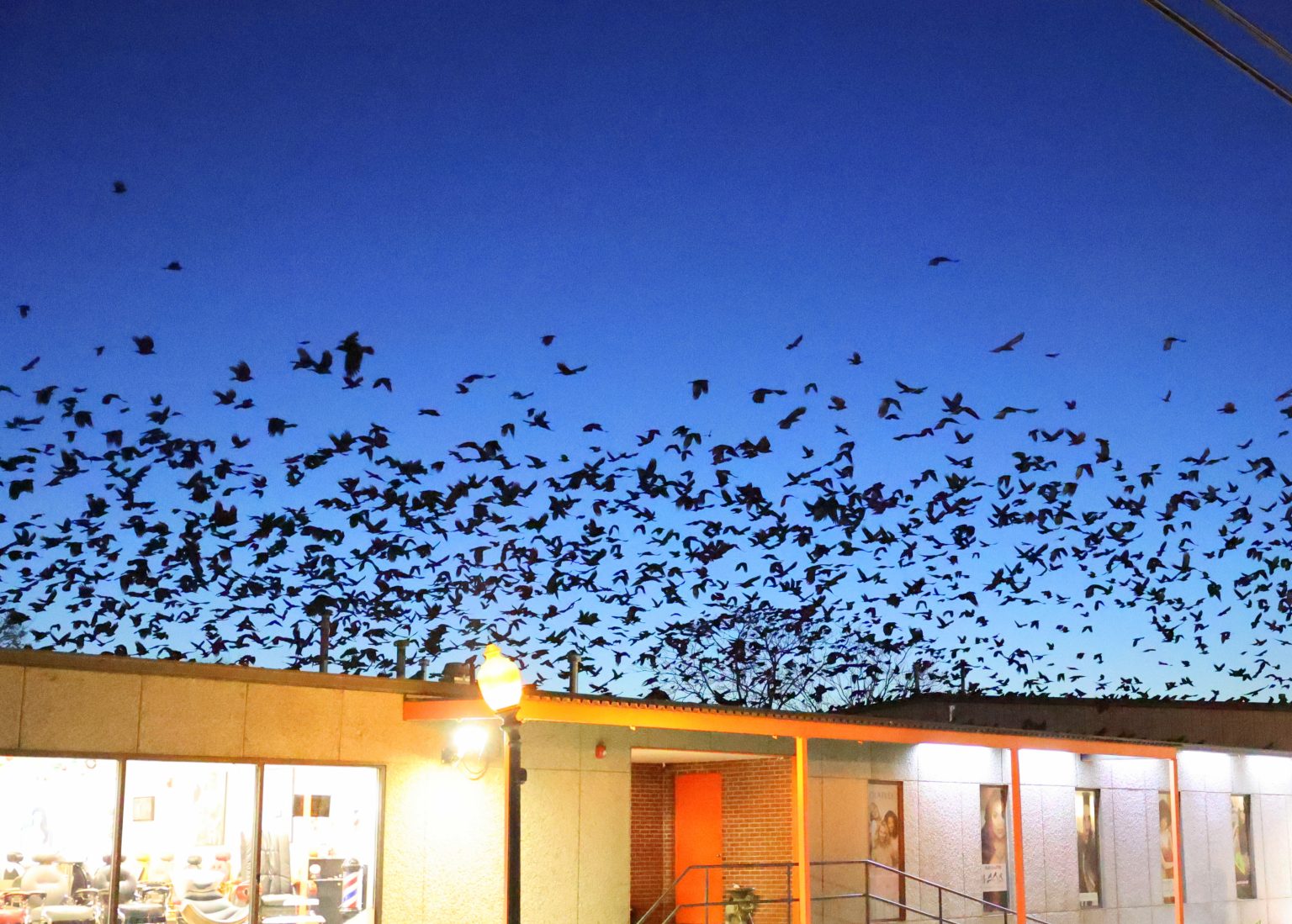 Winter Crow Roost extraordinary flight bursts Winter Crow Roost