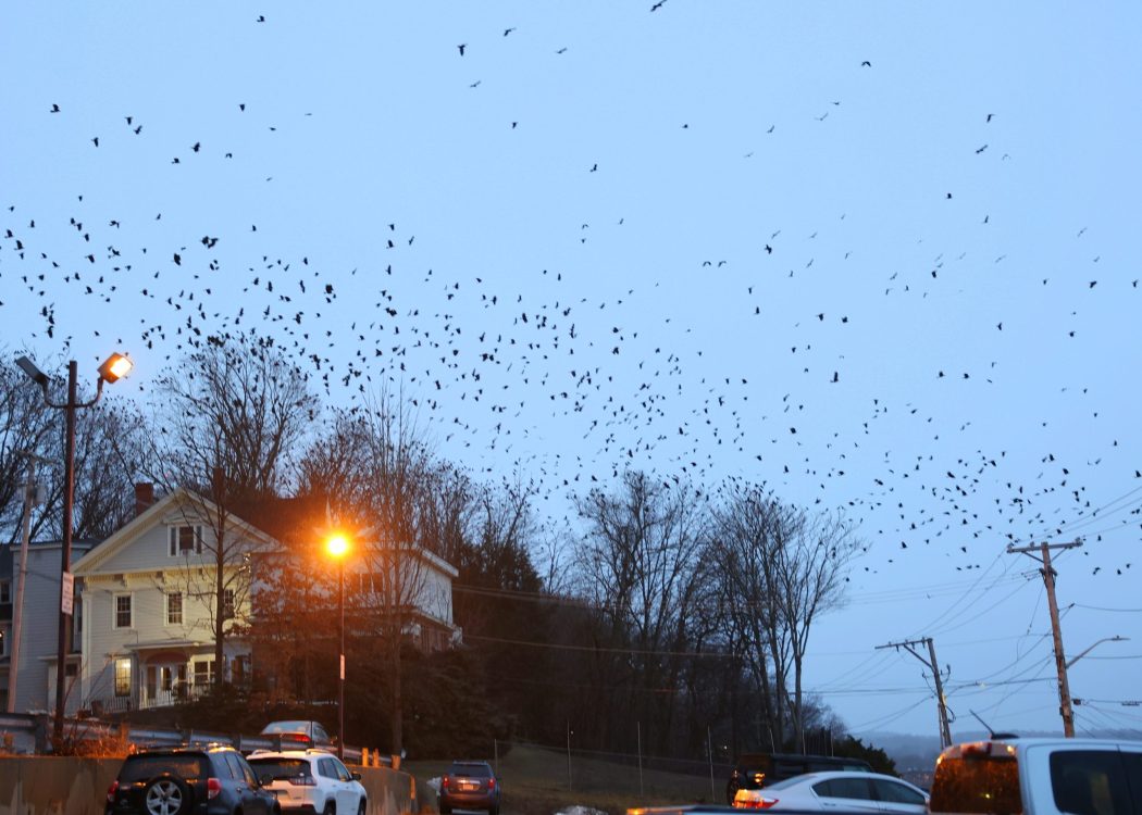 Winter Crow Roost Crows off to breeding grounds! Winter Crow Roost