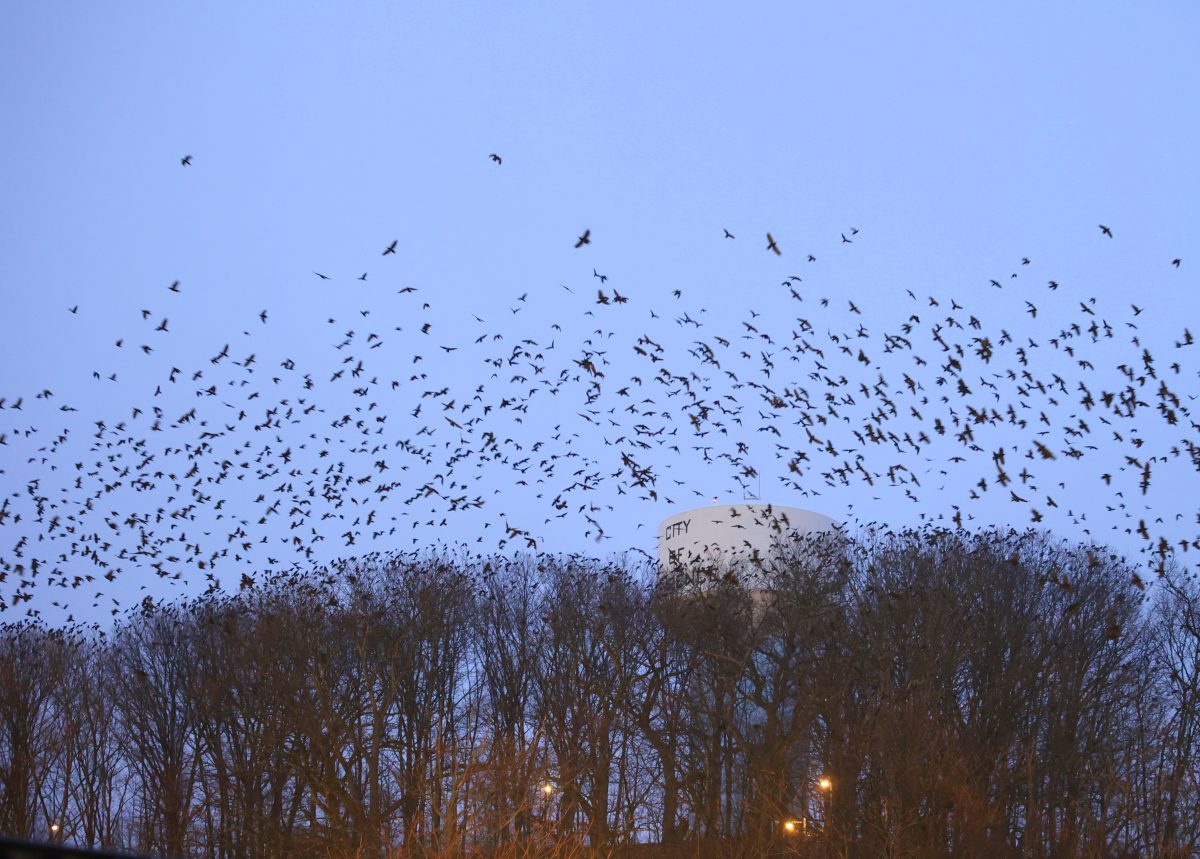 Winter Crow Roost Crows off to breeding grounds! Winter Crow Roost