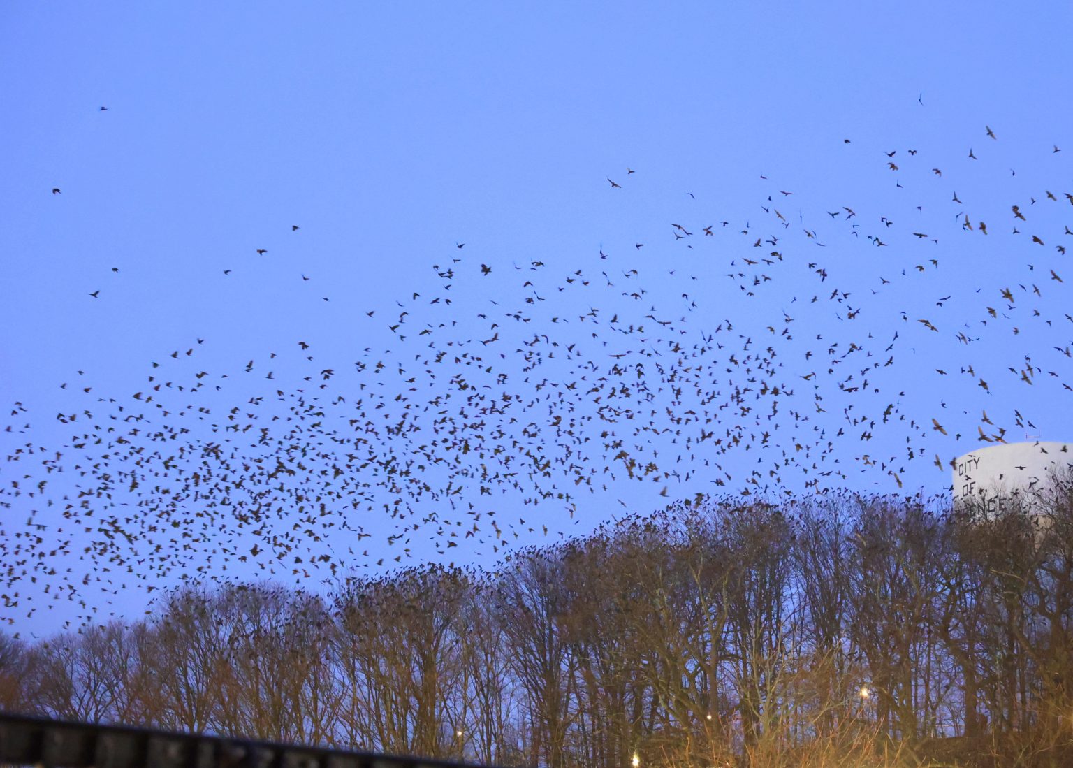 Winter Crow Roost Crows off to breeding grounds! Winter Crow Roost
