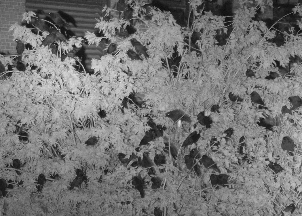 Crow Roost before dawn! Winter Crow Roost