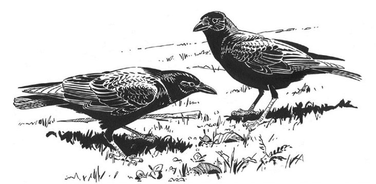 American Crows. Illustration by Barry Van Dusen