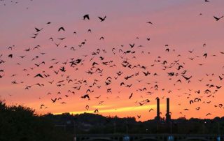 Crows Merrimack River in Lawrence, MA.