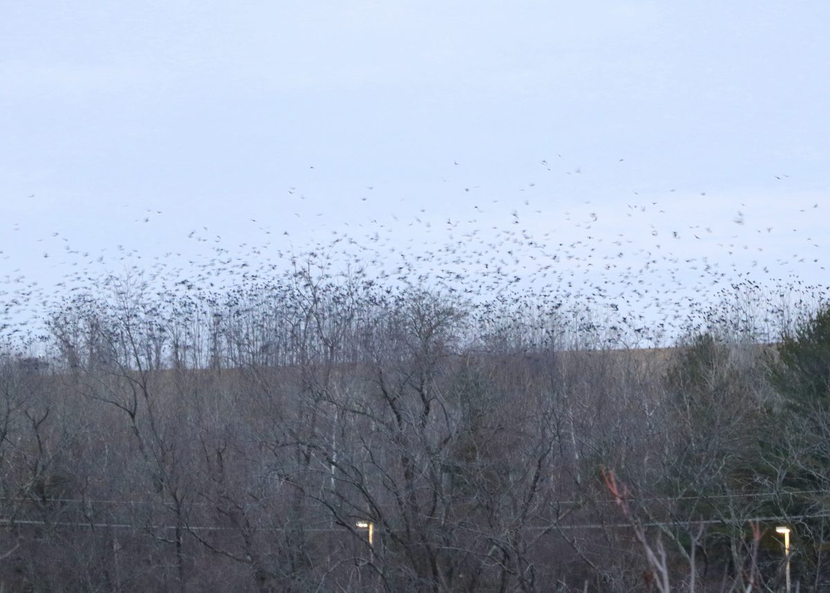 Winter Crow Roost time lapse into roost! Winter Crow Roost