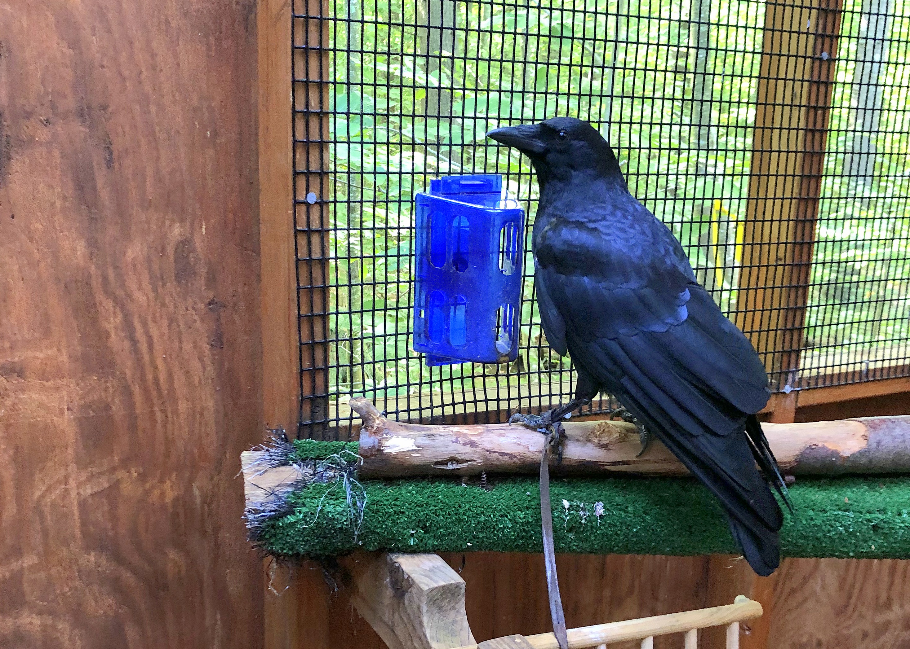 Crow & Raven Center for Wildlife Winter Crow Roost