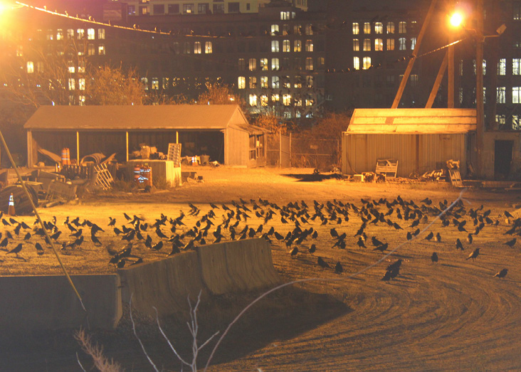 The National Grid substation on South Canal Street is one of the crows' staging areas. Crows cover the ground, fill the trees, and perch on the utility wires.