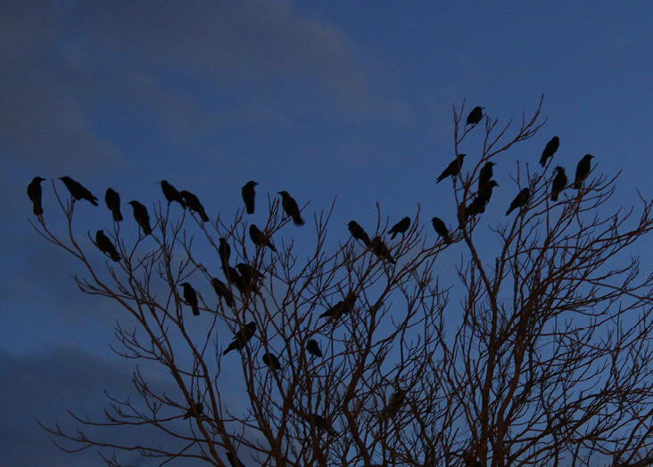 Silence falls when the crows settle into their overnight roost.