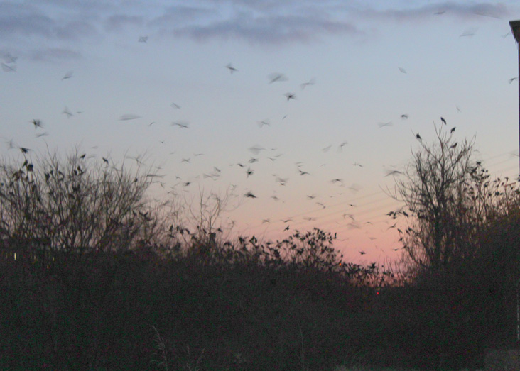 Crows leave the roost before sunrise, flying over the Merrimack River.