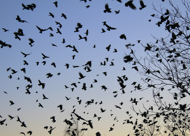 Just after sunset on December 28, 2017, hundreds, if not thousands, of crows pour into a staging area on the west side of the O'Leary Bridge Rt. 28/Broadway by the Great Stone Dam.