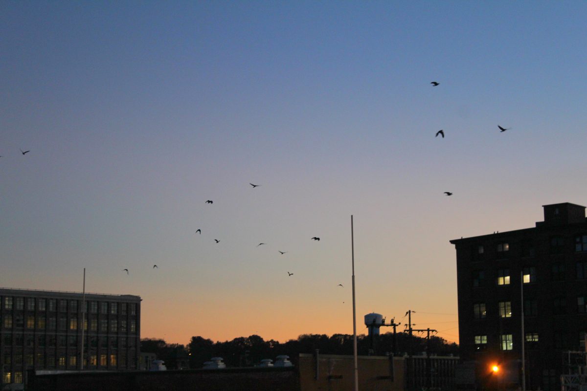 Sunrise at Crow Roost! Winter Crow Roost