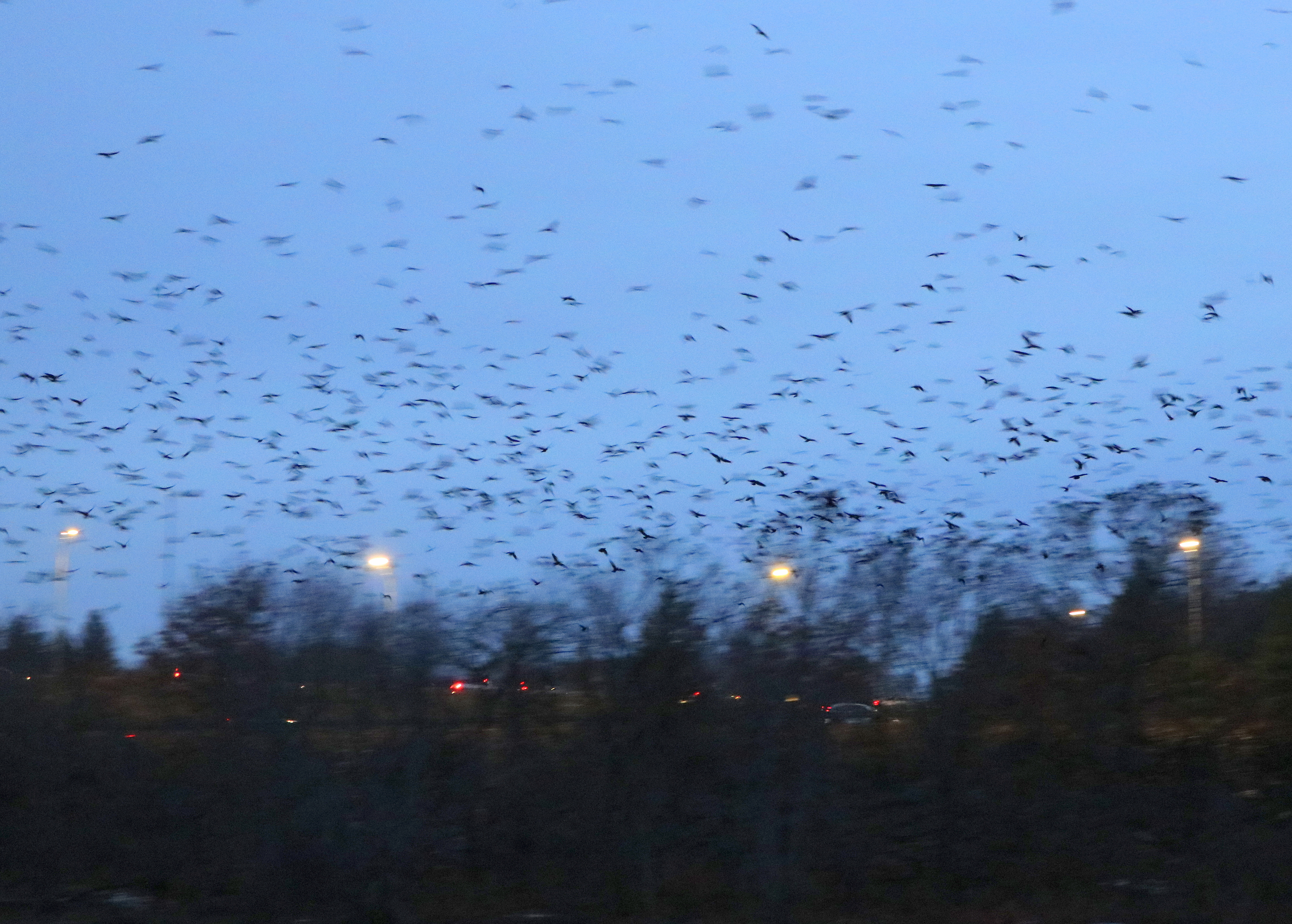 Crow Patrol: massive swarms after sunset time - Winter Crow Roost
