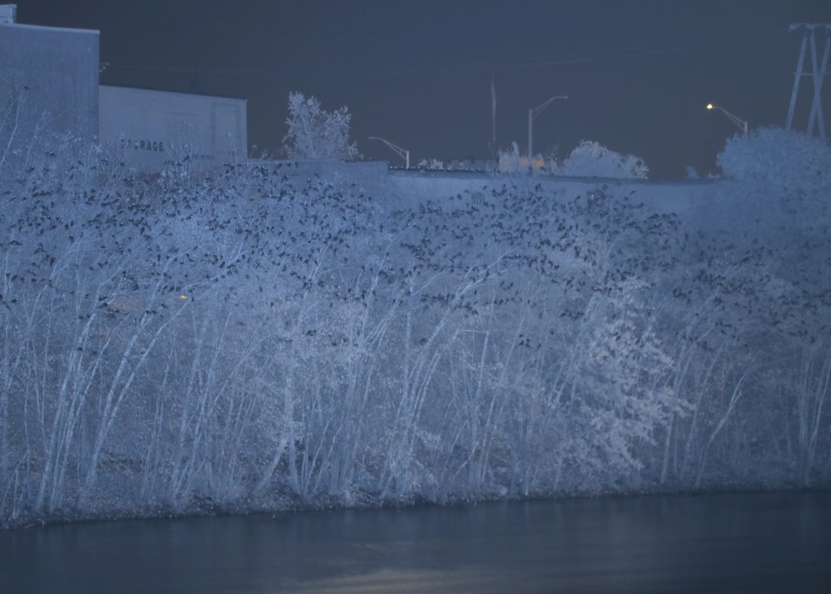 Winter Crow Roosts both locations after dark! Winter Crow Roost