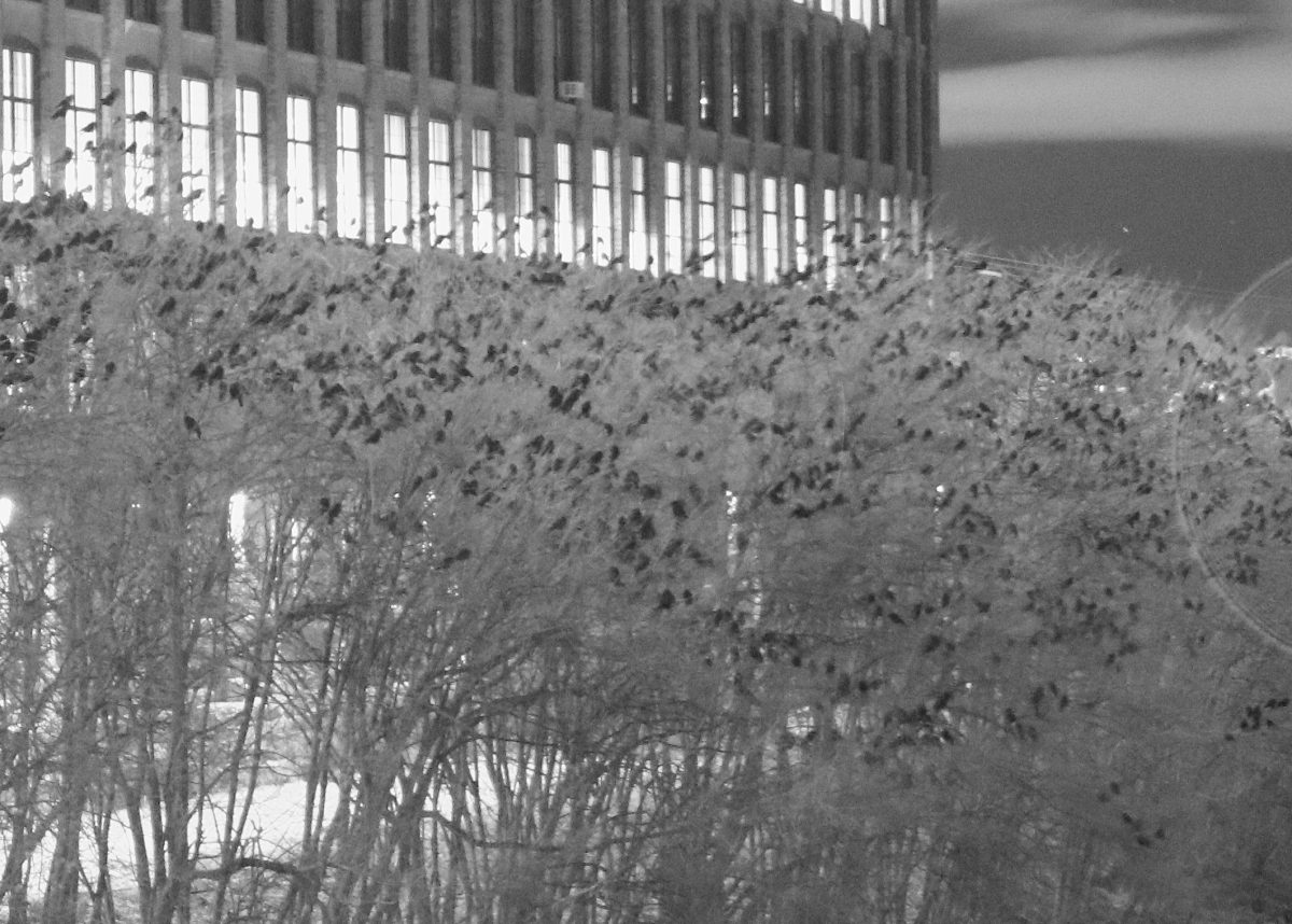winter-crow-roost-growing-multitudes-winter-crow-roost