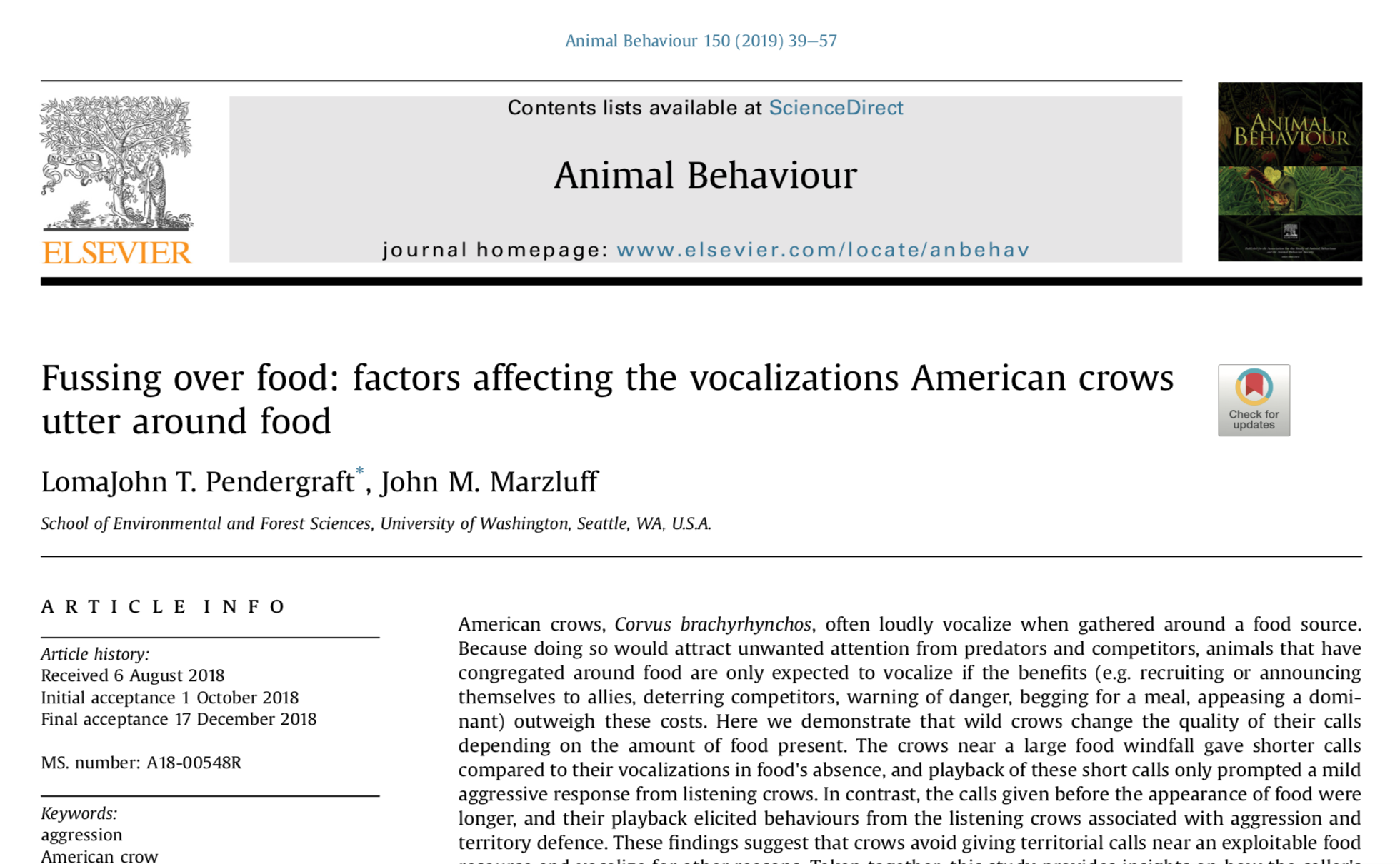 American crow behavior picture