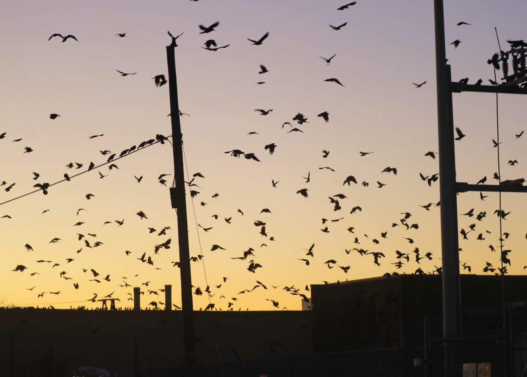 Winter Crow Roosts both locations after dark! Winter Crow Roost