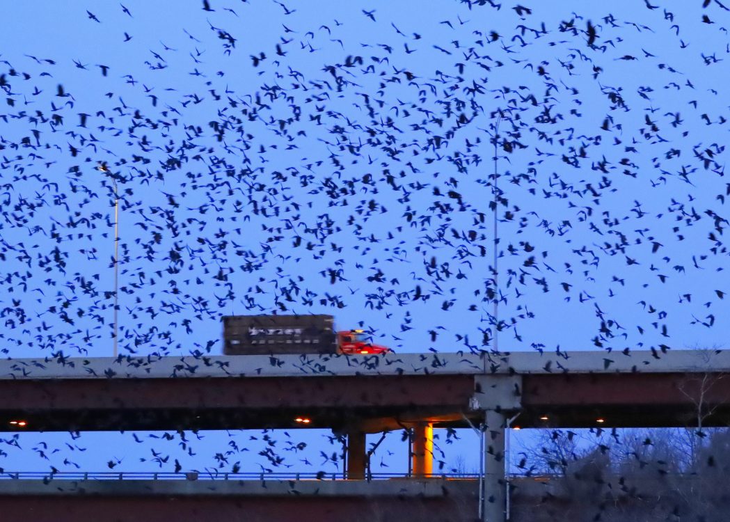 Roost Research Daytime Foraging Behaviors Winter Crow Roost
