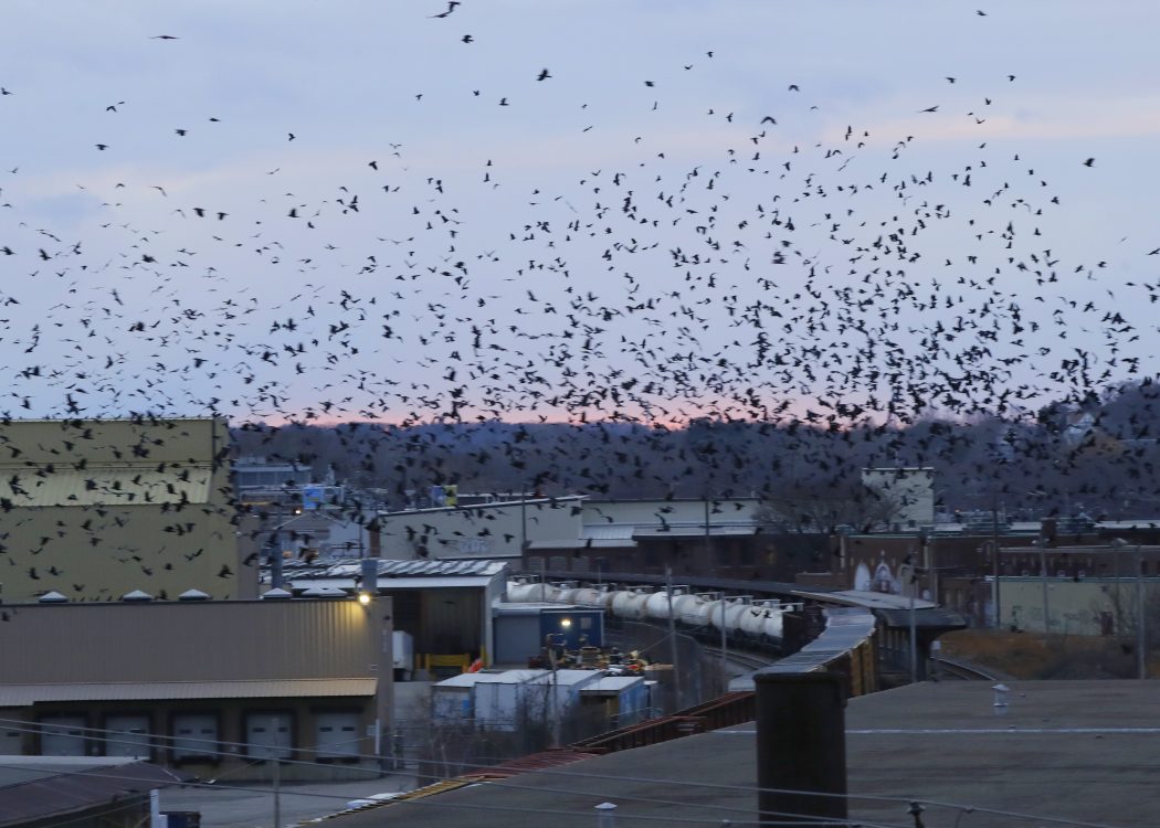 Winter Crow Roost massive flight swirls! Winter Crow Roost