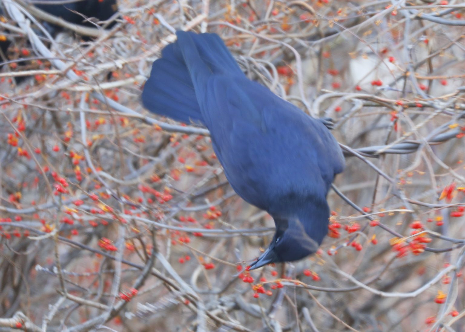 Roost Research Daytime Foraging Behaviors Winter Crow Roost