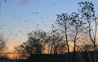 Morning Crow Dispersal on Valentine's Day