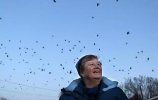 thousands of crows descend on Lawrence