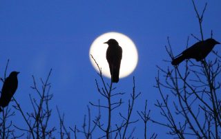 crow moon silhouette