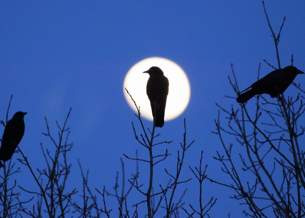 crow moon silhouette