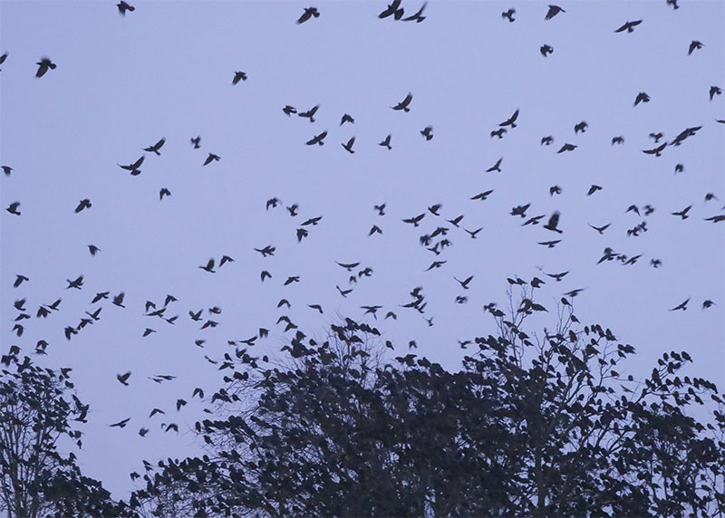 Eagle Tribune 15,000 crows to Lawrence!! Winter Crow Roost