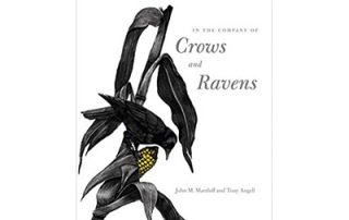 In the Company of Crows and Ravens