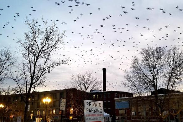 Why Crows Congregate in Winter