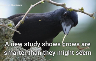 'BLACK CLOUD' OF ROOSTING CROWS HAUNTS PENNSYLVANIA STREET FOR OVER A MONTH