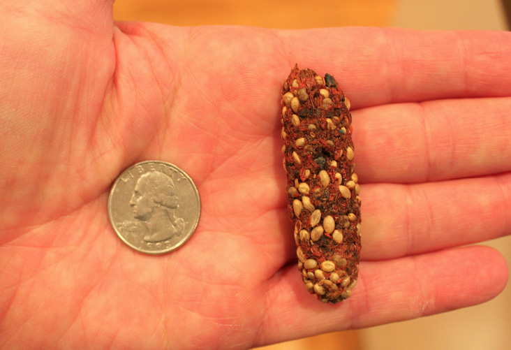 Crow pellet found at the Lawrence Winter Roost