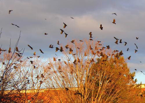 Winter Crow Roost 2017 - 2018