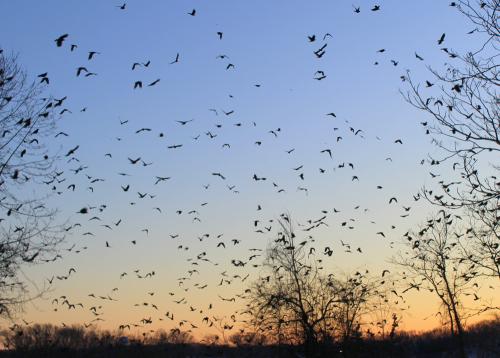 Winter Crow Roost 2017 - 2018