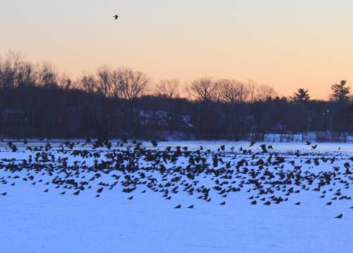 Winter Crow Roost 2017 - 2018