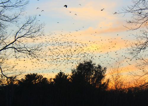 Winter Crow Roost 2017 - 2018