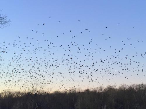 Winter Crow Roost 2017 - 2018