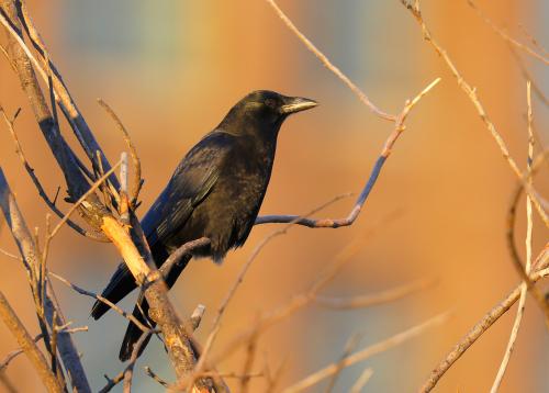 Winter Crow Roost 2017 - 2018