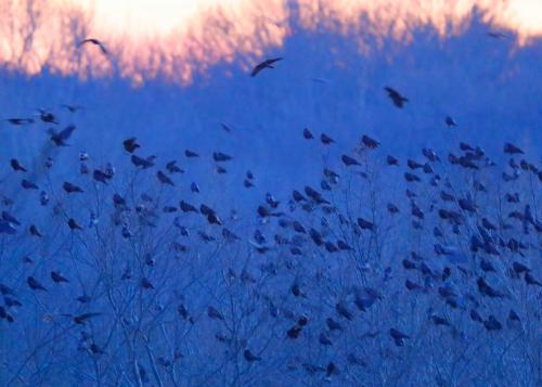 Winter Crow Roost 2017 - 2018