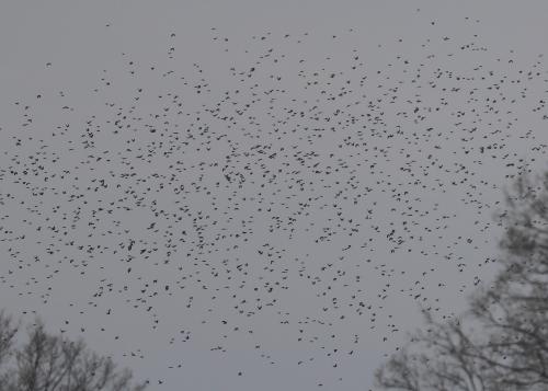 winter-crows-2017-2018