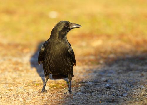 Winter Crow Roost 2017 - 2018