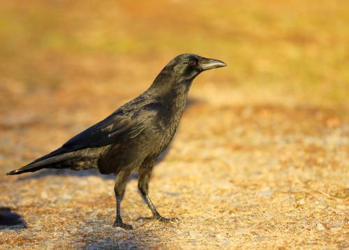 Winter Crow Roost 2017 - 2018