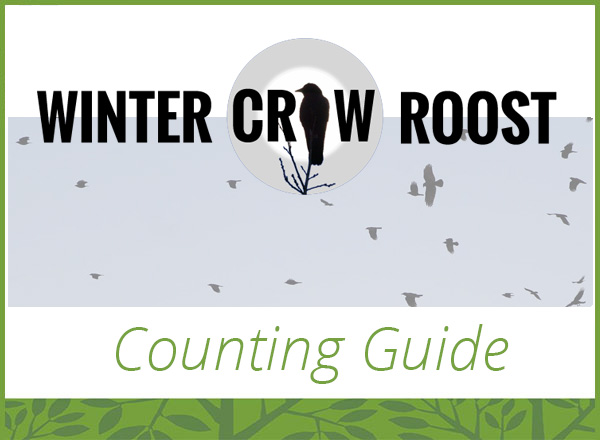 winter crow roost counting guide 2022